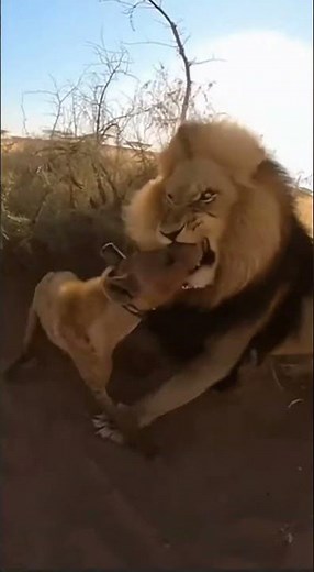 "Lion and Hyena DESTROY Each Other! 😱 No Winner Battle #Shorts"