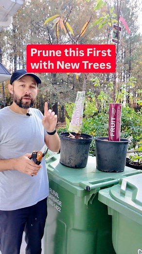 Have you seen this before? 👀🌱 Those shoots growing from the base of your fruit tree are called suckers, and they can steal energy from the grafted part of your tree! 😬 Prune them all the way back to the trunk to keep your tree healthy and focused on growing the right fruit 🍎✂️ They might grow back over time, so keep checking! 💪🌳 #gardentips #fruittrees #treecare #pruning #AnyoneCanGrow | Uncle Josh Gardens