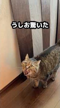 猫の爪でボロボロになった壁｜DIYで「破れない壁」にリノベーション💪