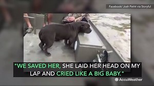 Exhausted dog rescued from drowning