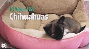 305K views · 15K reactions | Some Chihuahua puppies to brighten up your Tuesday. | American Kennel Club | Facebook