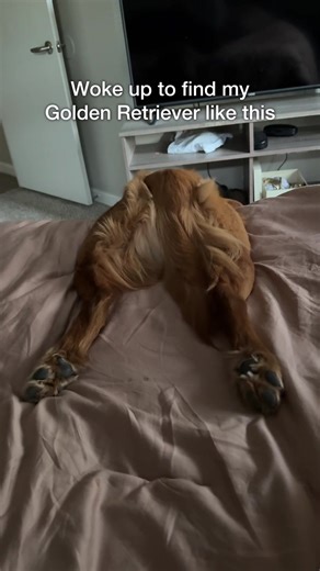 Funny Golden Retriever Moments That Make You Laugh