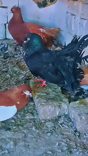 Rare Black American Pigeons | Beautiful Pigeon Breed | Pigeon Lovers Must Watch