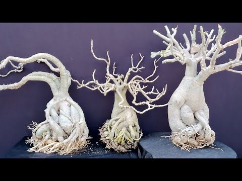Adenium Top 3 ways to Grow Big Caudex