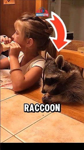 Can You Really Own a Raccoon? #facts #animalfacts #wildlife