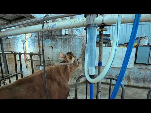 Milk Testing Day! Collecting Samples & Recording Data