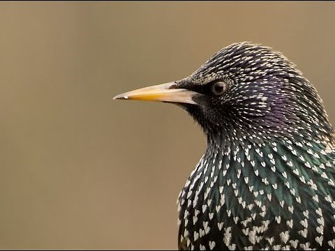 Madárhangok - bird sounds