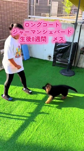 ルナをお迎えした時の感動 #germanshepherd #ジャーマンシェパード #puppy #子犬 #ロングコートジャーマンシェパード
