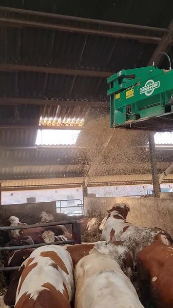 Raising Fleckvieh Cattle: A Farmer's Guide to Successful Bullen Stroh Management