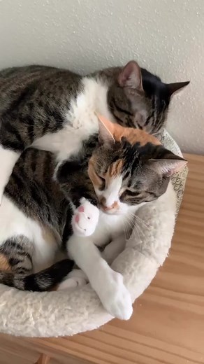 #cat #catsoftiktok #cats #catlover #fyp #fypシ #fypage #fypシ゚viral #viral #viralvideo #viraltiktok #virall #foryou #foryoupage #foryourpage #kitty #catdad #catdadlife #foryourpagetiktok #animals