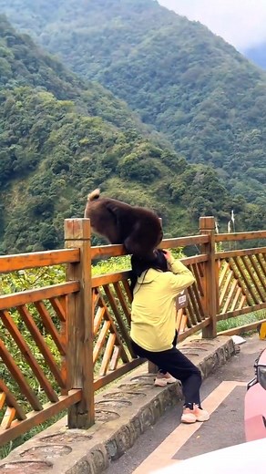 15K views · 173 reactions | Crazy monkey attack on women 藍 #Monkeyreels #viralmonkey #funnymonkey #monkey | Crazy Monkeys Videos | Facebook