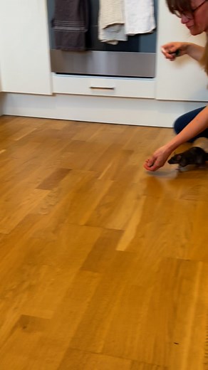 Playing fetch with Fiona and Bella🙌😍 Although this might not look very spectacular, teaching my girls to fetch has taken so much more time than any other trick they’ve learned. Doing agility courses is kind of what they already are doing when running around our apartment, climbing over, crawling under and through our stuff😅. Fetching a very desirable ball and NOT instantly murdering it, but instead bringing it to me, that goes against all of their instincts😆. But with a lot of treats, a clic