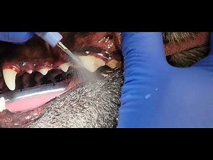Dog dental cleaning