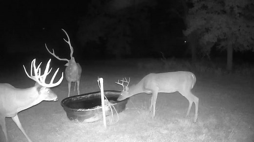 Looking for a world-class hunting experience for clients, colleagues, or friends? At South Texas Hunting Outfitters, we combine luxury lodging, chef-prepared meals, and fully guided trophy hunts for an unforgettable experience. From massive Whitetails to rare exotics, our private ranches deliver the best of South Texas hunting — all in one place. 📅 Limited 2025 dates available. 📞 (979) 877-8348 💻 southtexashuntingoutfitters.com | South Texas Hunting Outfitters