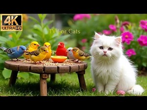 Cat TV for Cats to Watch 😸 Birds & Squirrels Explore the Garden at Dawn 🐦🐿️ Video for Cats 4K HDR