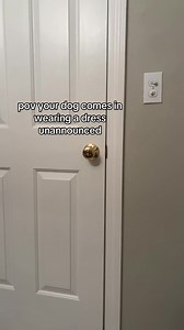 Creepy Dog in Dress: Unannounced Appearance!
