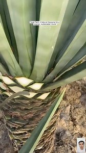 44K views · 353 reactions | Galing Ctto: "Kilalanin ang sisal plant! Simple, pero impactful.  #EcoConscious" | Jeld TV | Facebook