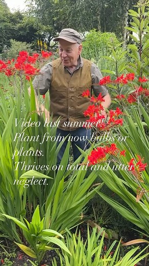 2.9K views · 64 reactions | Crocosmia Lucifer is a tough perennial...