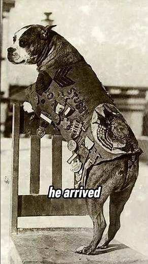 Sgt. Stubby: The Dog Who Became a Soldier - WW1