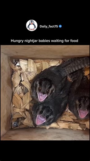 The “nightjar” is a nocturnal bird known for its excellent camouflage, silent flight, and haunting calls. It is mostly active at dusk and dawn, feeding on flying insects like moths and beetles, which it catches mid-air with its wide mouth. During the day, it rests on the ground or low branches, blending perfectly with leaves or bark thanks to its mottled plumage. Nightjars are secretive by nature and are more often heard than seen, making them rare and elusive despite being widespread across var