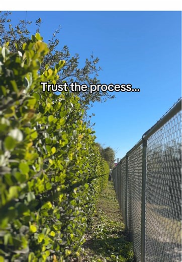 Transform Your Lawn with Bush Trimming Techniques