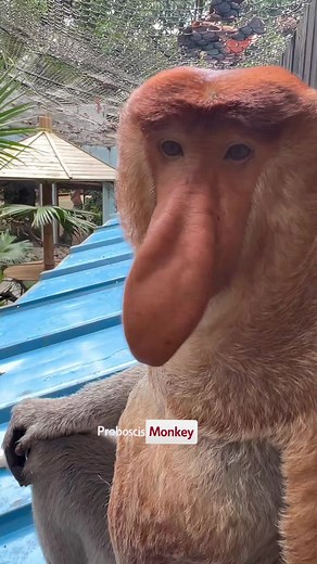 Proboscis Monkey Behavior Insights and Fun Facts