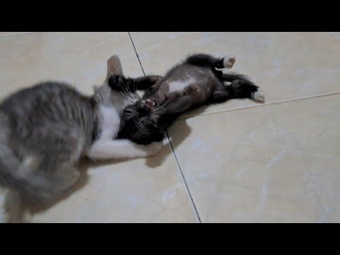 Cute kittens playing || kitten playing toys