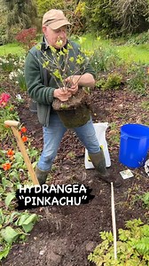 Planting Hydrangea “Pinkachu” for flowers non stop from June until October Flowers start white turning pink in autumn Planting time is from now,available in webshop https://pergolanurseries.ecwid.com ALL IRELAND DELIVERY 🚚 32 Counties Pergola Nurseries Garden Corner, Virginia,Co Cavan A gardeners oasis of quality plants Open Tuesday to Saturday 10.30-6 Open Sundays 2-6 | Pergola Nurseries Garden Corner