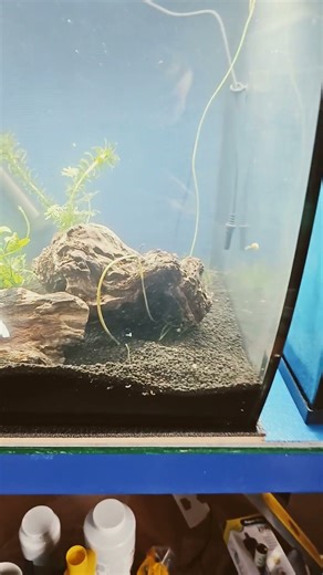 Putting wood in your aquarium
