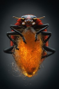 Mind-controlling parasites (and the parasites that infect them)