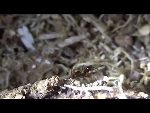 【Thailand】カッコイイ!! アギトアリ 狩りの様子