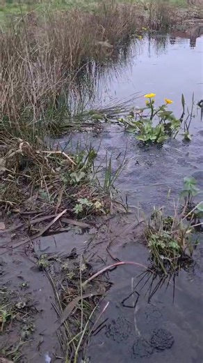 What could be better than a pond filled with frogspawn? 🐸 A huge shout-out to local #ToadPatrols for guiding these amphibians safely across the road and helping them reach the ponds where they can thrive. This was captured by a volunteer of the Greener Aldborough & Thurgarton group. You can find out more about them here: https://www.facebook.com/groups/491298856007730/?ref=share @FrogLife #SignsOfSpring #Frogs #NatureConservation #NatureTok
