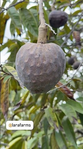 Red Custard Apple San Pablo Variety at Lara Farms, Miami