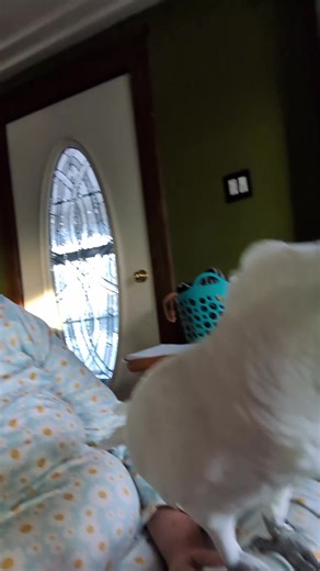 Furby songs #furbythebirb