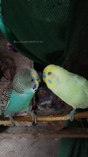 Happy Budgie Sounds Singing and Talking 🥰