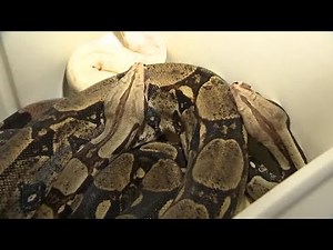 WATCH: 'Snake priestess' Serpentessa uses snakes to massage you