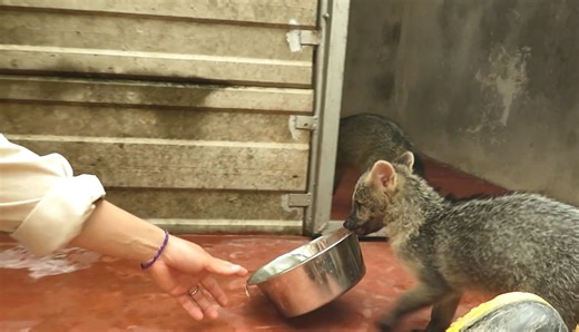 小食蟹狐试图叼走水碗