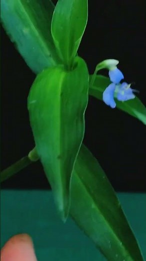 The most beautiful blue flowers.