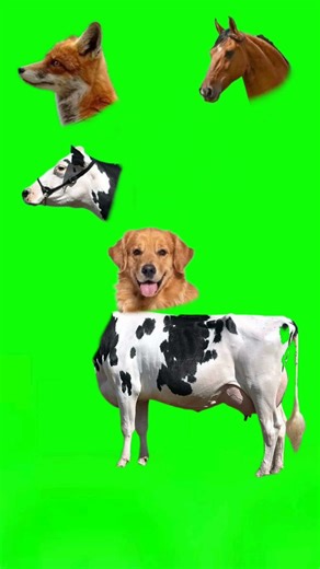 #cow #animation #cartoon #funny #comedy #viralvideo #trending #animals #funnyvideo