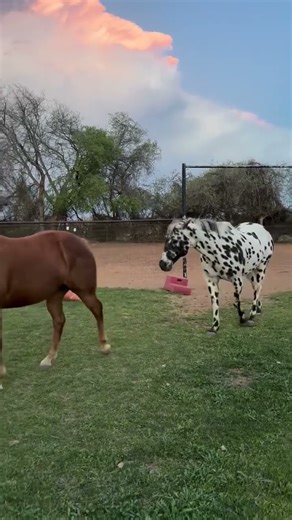 Appaloosa horse sales. Appaloosa horse lovers. Beautiful horse sales.