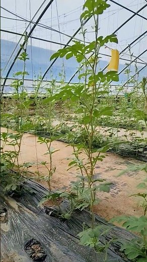 Watermelon Farming in Tunnel with Mulch | High-Yield Growing Method