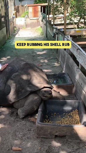 #tbt see what happens when you rub a tortoise's shell. Watch until the end! #fyp #tortoise #tortoisesoftiktok #farmanimals #farmlife #fypage #farmtok #animals #animalsoftiktok #reptilesoftiktok #aldabratortoise #galapagostortoise #tortoises #fypage