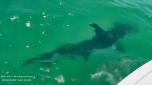 🦈🛥 This remarkable Hammerhead Shark encounter was recently recorded in slow motion, swimming alongside a boat off the coast of Honeymoon Island State Park. These sharks are known for their distinct head shape and size, growing up to 19 feet in length! Follow for more weather & nature posts: Nash Rhodes Video sent in by: Capt. Ryan Reynold | Meteorologist Nash Rhodes