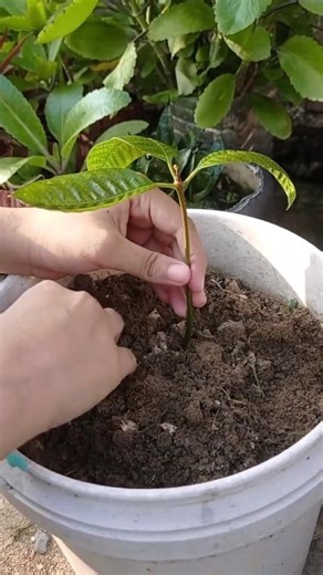 plant sapling // How to grow mango tree with seeds/ growing mango plant in a pot / germination