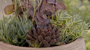 164 reactions · 45 shares | Cacti and Succulents make the perfect addition to any outdoor areas! The key is using the right soil and fertiliser which will ensure a healthy succulent oasis. | Scotts AU | Facebook