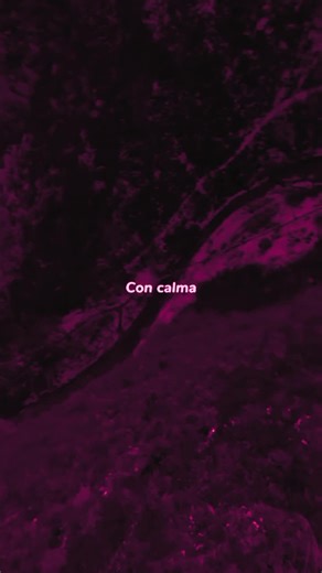 Con Calma - Daddy Yankee: Letra en Español