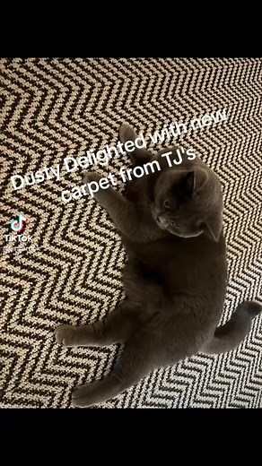 Dusty is delighted with new carpet 😍 | TJ Warehouse Direct