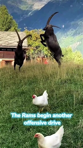 The Rams begin another offensive drive.#ibex #goat #sheep #animals | animals
