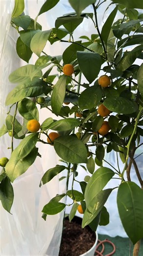 Finally harvesting from my calamansi tree 🍊 These little citrus fruits are part of the citrus family, turn bright orange when ready, and are very sour—perfect for so many Asian dishes, marinades, and sauces. I picked some today, but not all of them. Since it’s winter, I don’t want to shock the plant. It’s actually thriving in my DIY greenhouse, so I’m letting it continue doing its thing 🌱 #calamansi #citrustree #greenhousegrown #homegarden #winterharvest