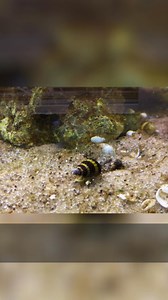 34K views · 275 reactions | #fishtank #fishkeeping #aquarium | Prime Time Aquatics | Facebook